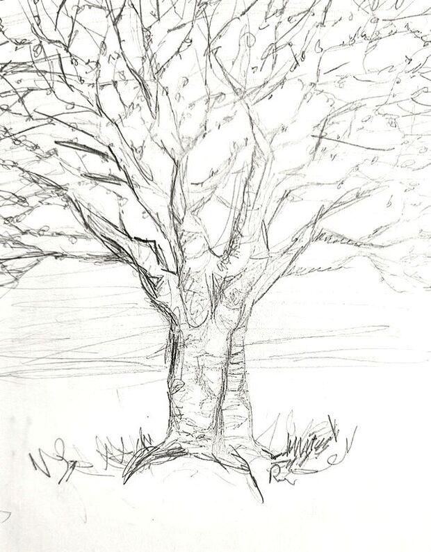 budding tree sketch